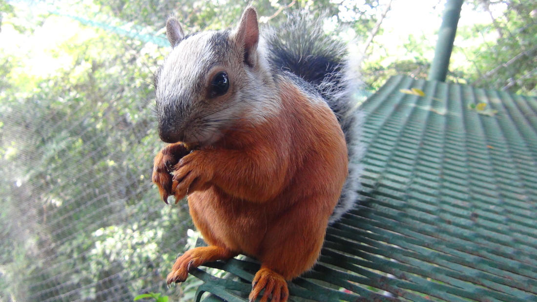 variegated-squirrel